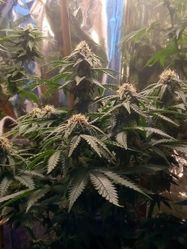 Sangria Regular Seeds - Image 2