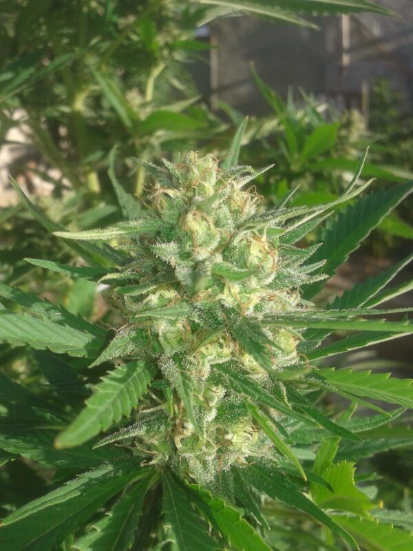 Sex Bud Feminised Seeds Cannabis Seeds by Female Seeds