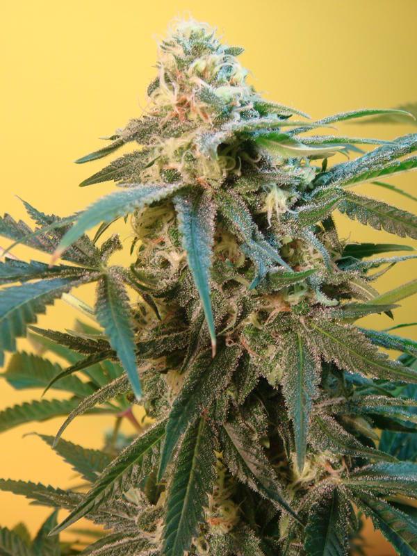Sonic Fly - 10 Regular Seeds
