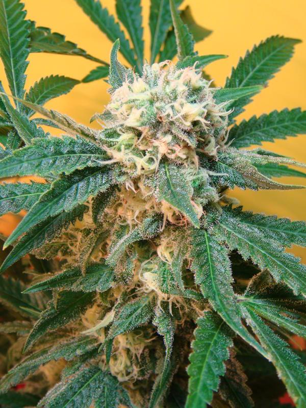Sonic Fly - 10 Regular Seeds - Image 2