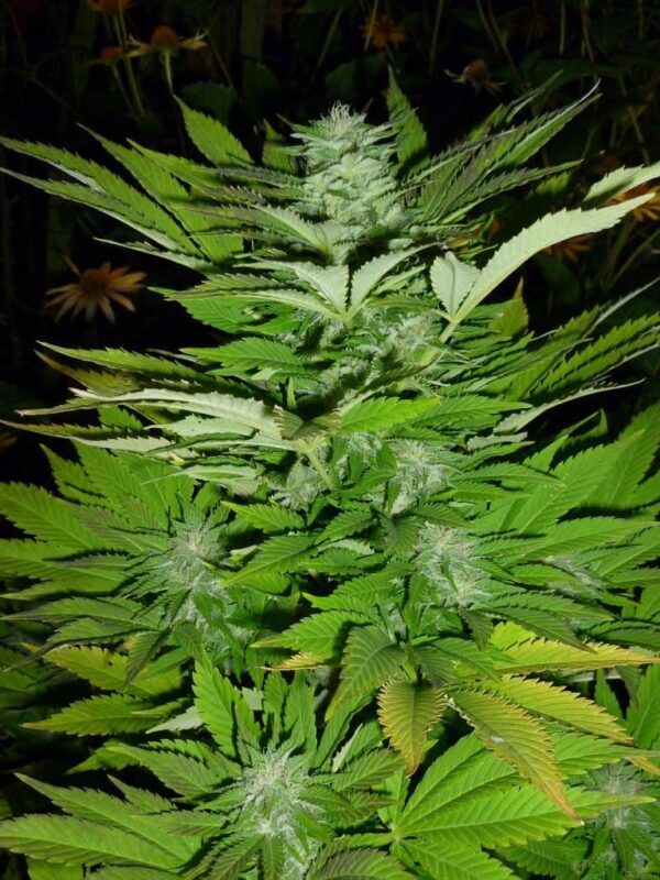 Sour Lemon OG Feminised Seeds - Image 2