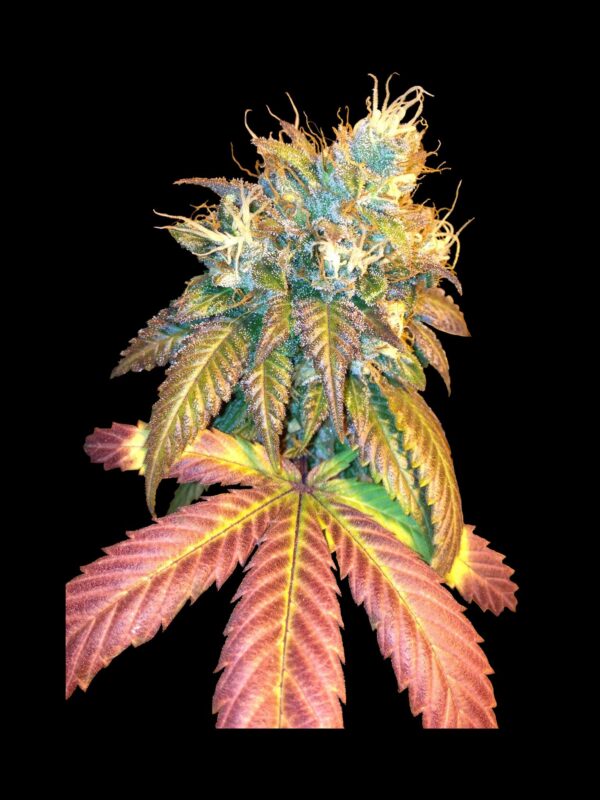 Sour Secret Feminised Seeds - 6