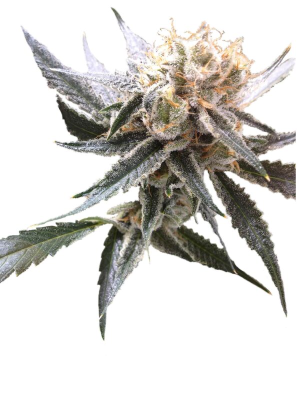 Sour Tangie Feminised Seeds