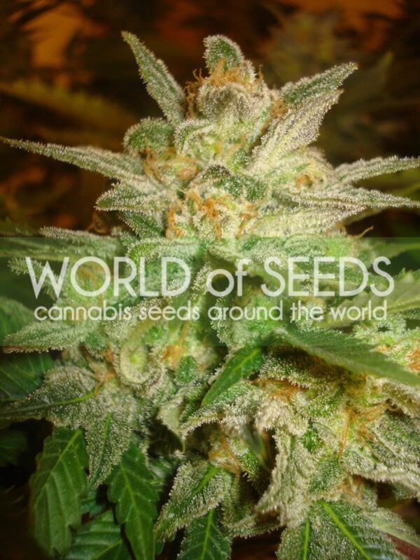Star 47 Feminised Seeds