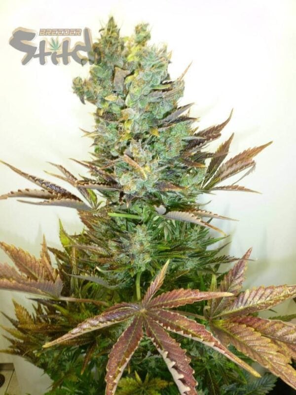 Stitch's Love Potion Autoflowering Feminised Seeds - 3