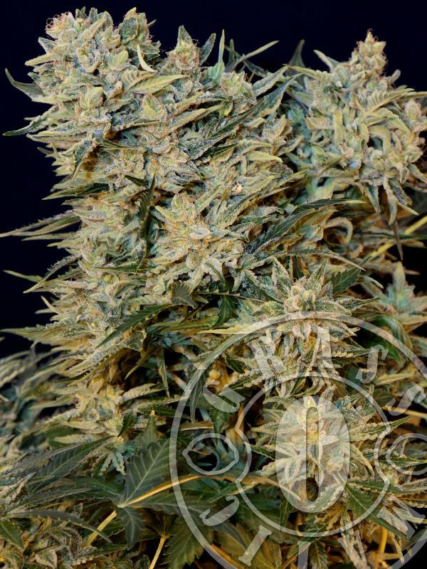 Sugar GOM Auto Feminised Seeds