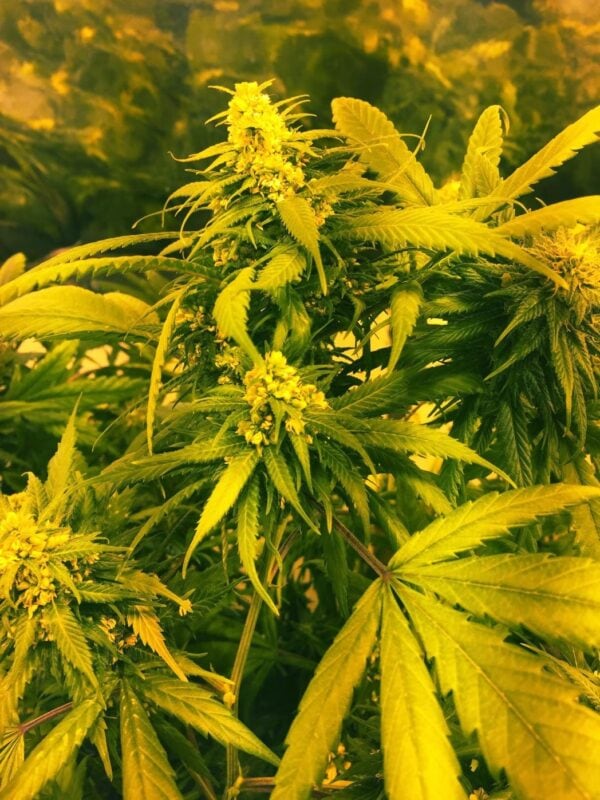 Super Silver Haze x SCBDX Feminised Seeds