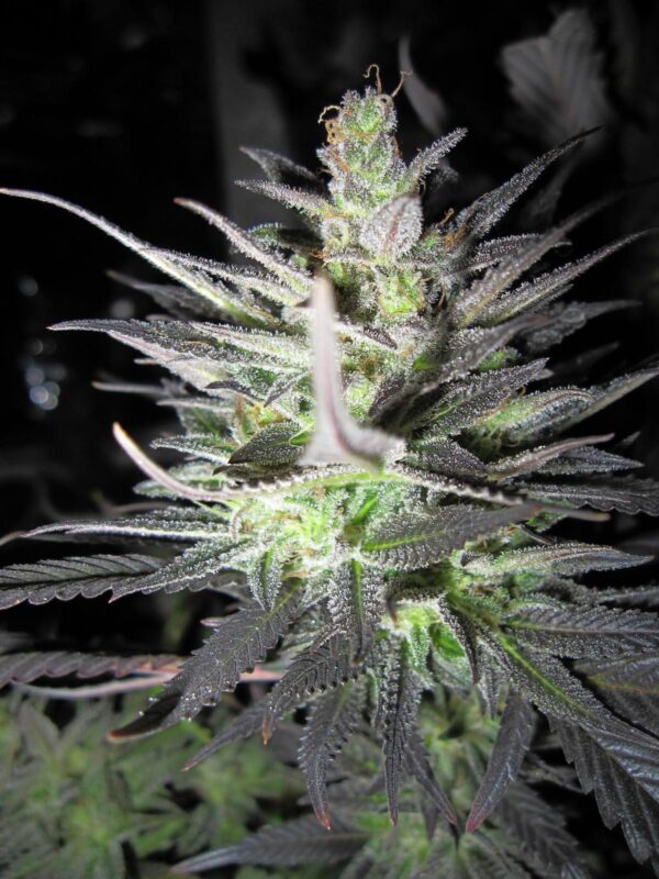 Thunderbud Haze Feminised Seeds - 6