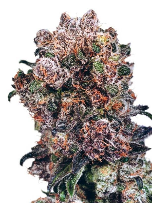 Trinity Kush Feminised Seeds - Image 2