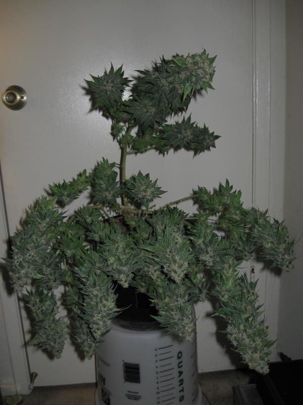 Tsi Fly - 10 Regular Seeds