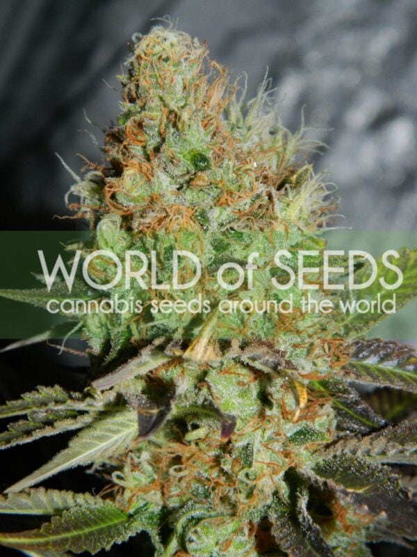 Afghan Kush Special Feminised Seeds - Image 2