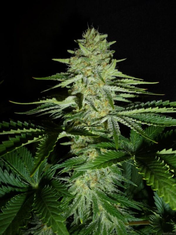 White Ice Feminised Seeds - Image 2