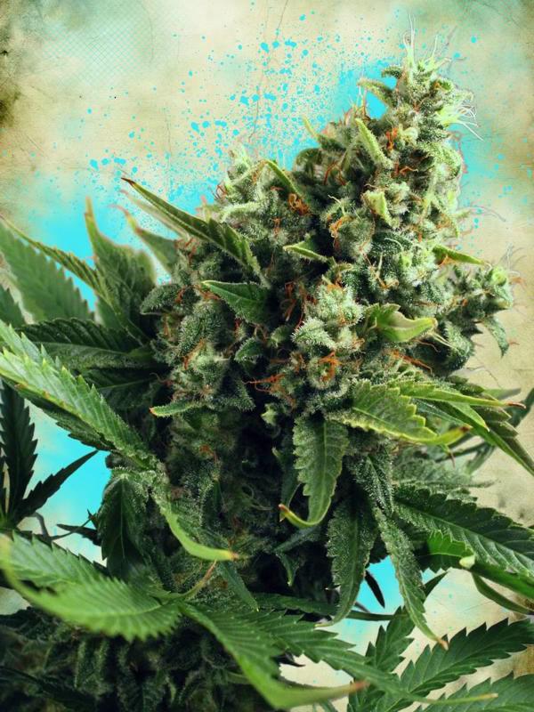 White Widow Auto Feminised Seeds - MOC