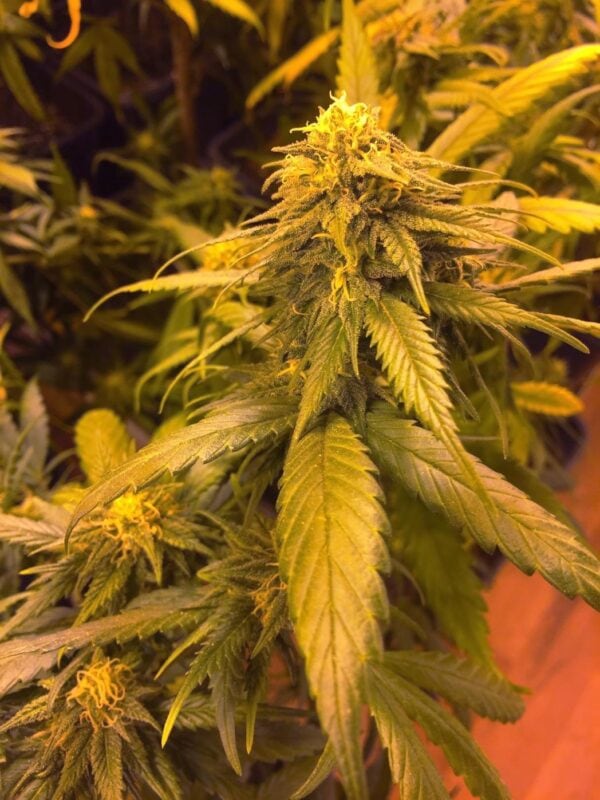 White Widow x SCBDX Feminised Seeds