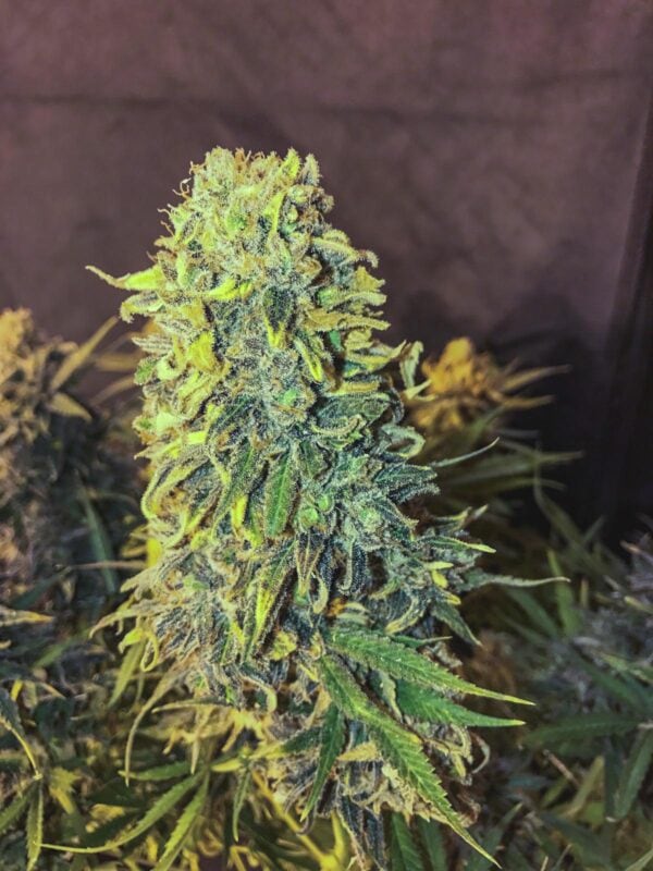 Original Skunk #1 Feminised Seeds FAST - BULK X 100