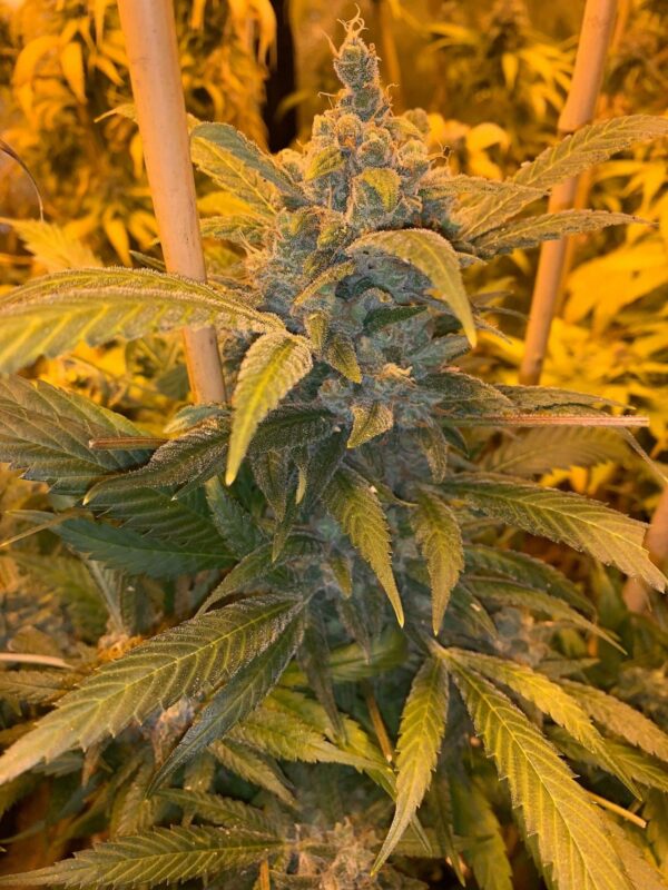 Alien Widow Regular Seeds - 12