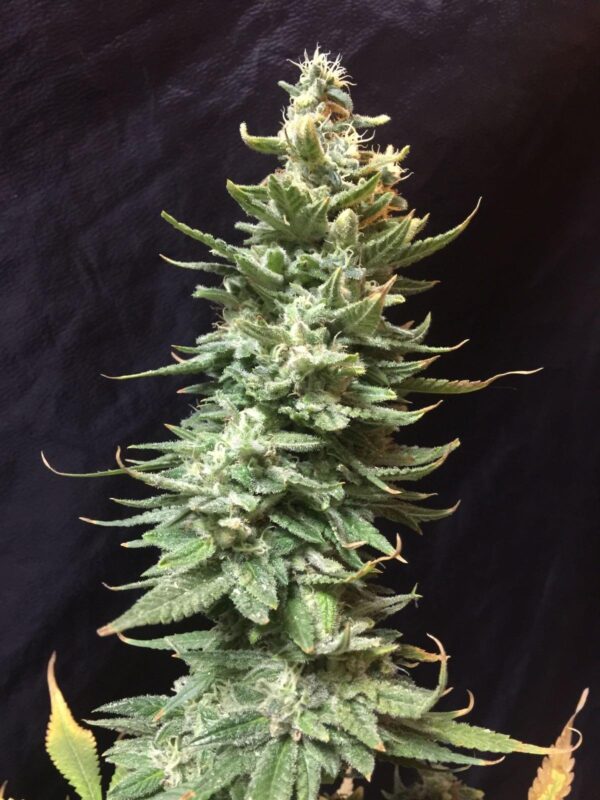 Amnesia FAST Feminised Cannabis Seeds by Seedsman