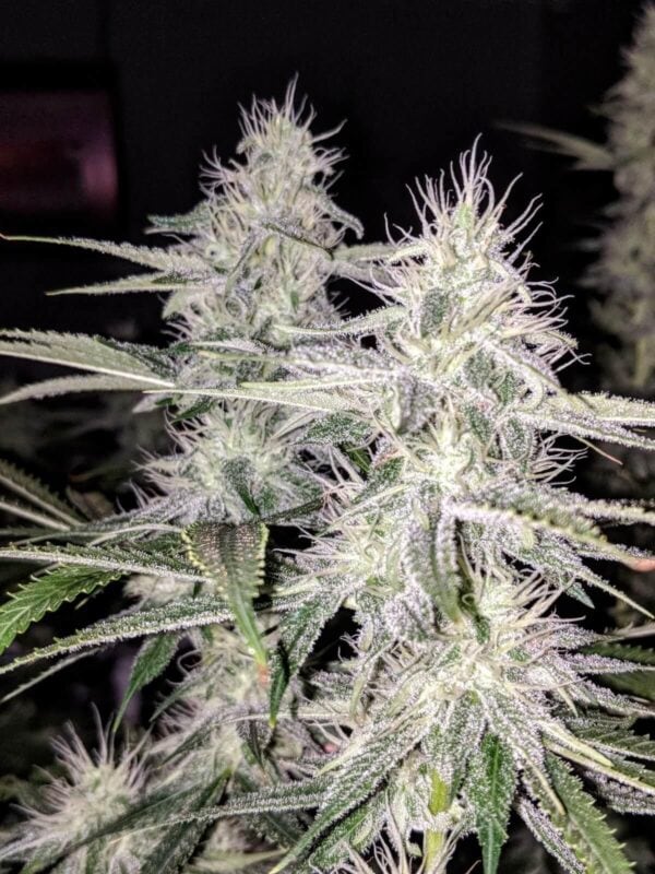 Banana Jack OG Regular Seeds