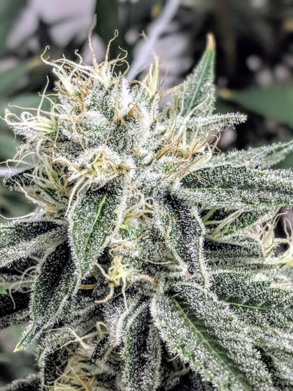 Banana Jack OG Regular Seeds - Image 2