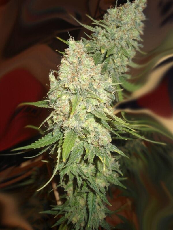 Blackberry OG CBD Regular Seeds