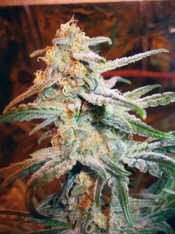 Blue Mystic Feminised Seeds - Image 2