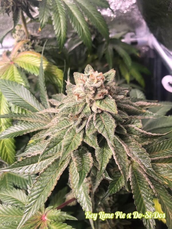 Sensi #140 Feminised Seeds (Chocolope x Hindu Kush) - Image 2
