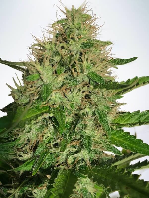 Cannabis Light CBD Auto Feminised Cannabis Seeds by Ministry of Cannabis