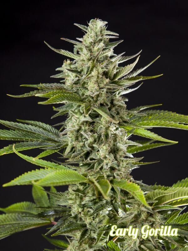 Early Gorilla Feminised Seeds