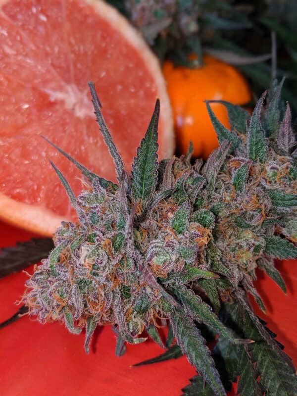 Squirt Feminised Seeds - Image 2