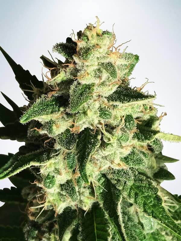 God's Glue Auto Feminised Seeds