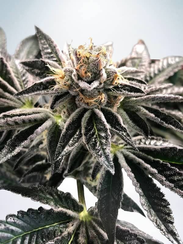 Mandarin Gelato Feminised Seeds