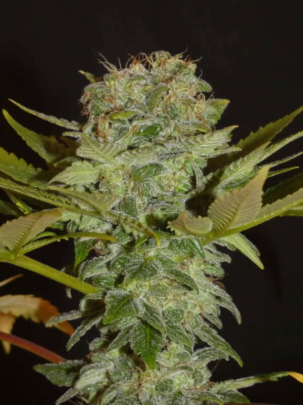 Balkh Hashplant Regular Cannabis Seeds