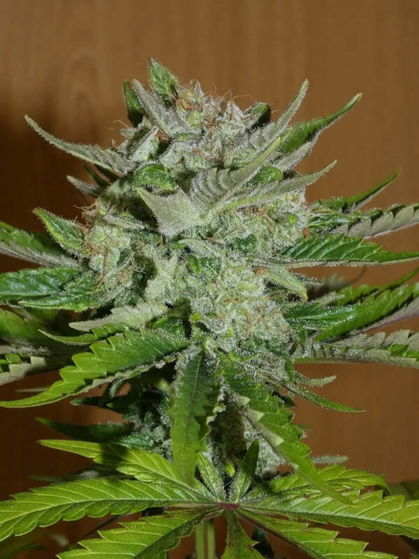 Balkh Hashplant Regular Cannabis Seeds by Khalifa Genetics