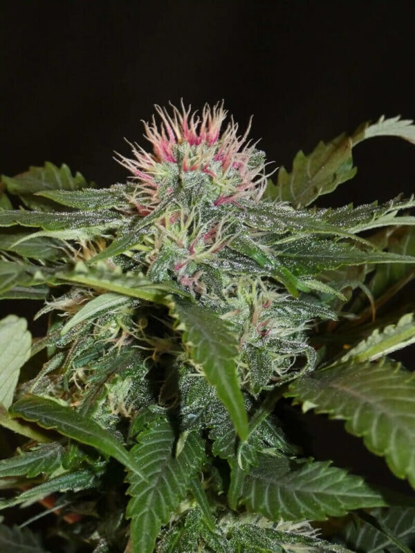 Sheberghan Hashplant Regular Cannabis Seeds