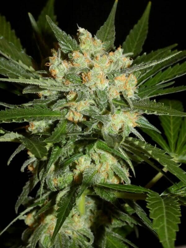 Aladdin's Skunk regular