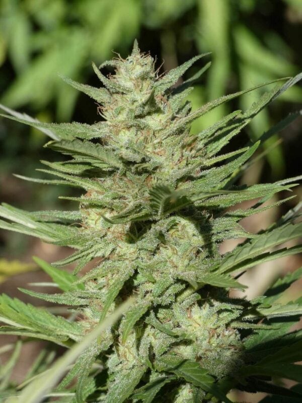 Aladdin's Skunk Regular Seeds - Image 3