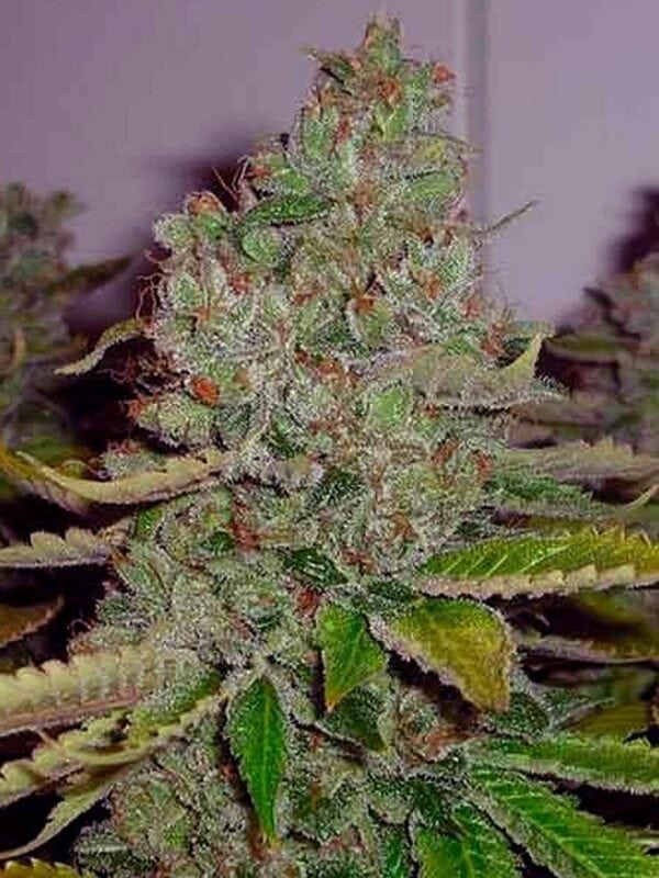 Buddha Tahoe OG Kush Feminised Seeds - 6