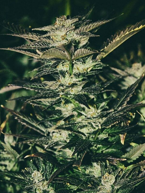 Jupiter OG Kush Feminised Seeds - 6