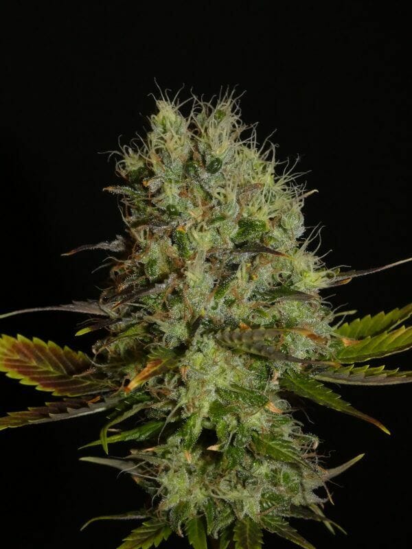 Persian Prince Cannabis Seeds