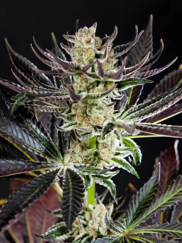 Purple Punch x Do-Si-Dos Feminised by Philosopher Seeds