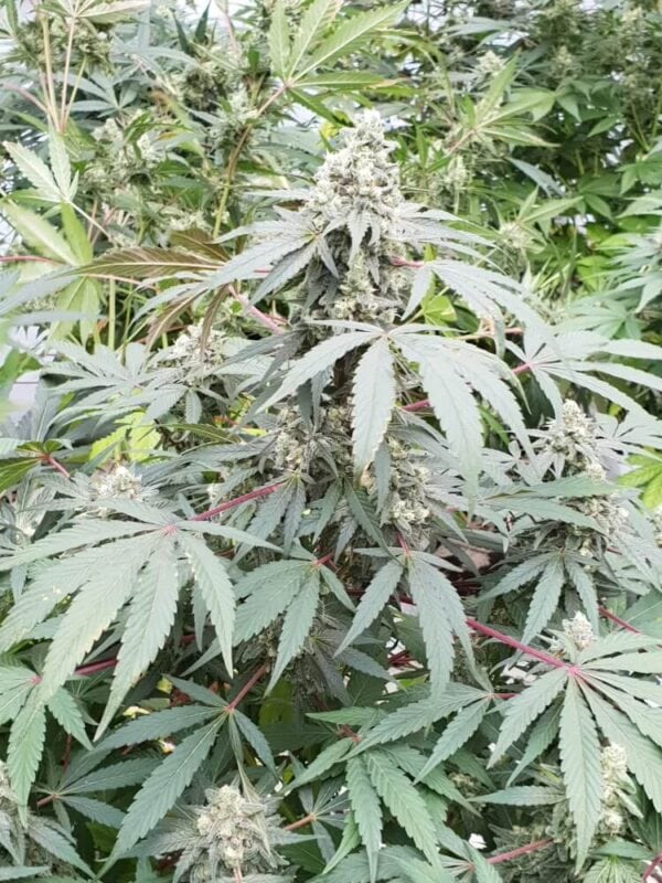 Lemonade Auto Feminised Seeds - Image 2