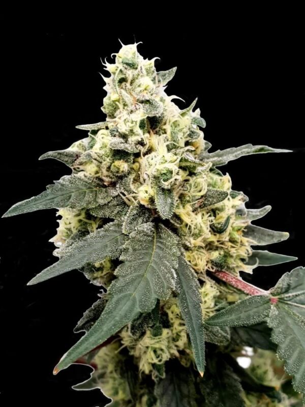 Lemonade Auto Feminised Seeds