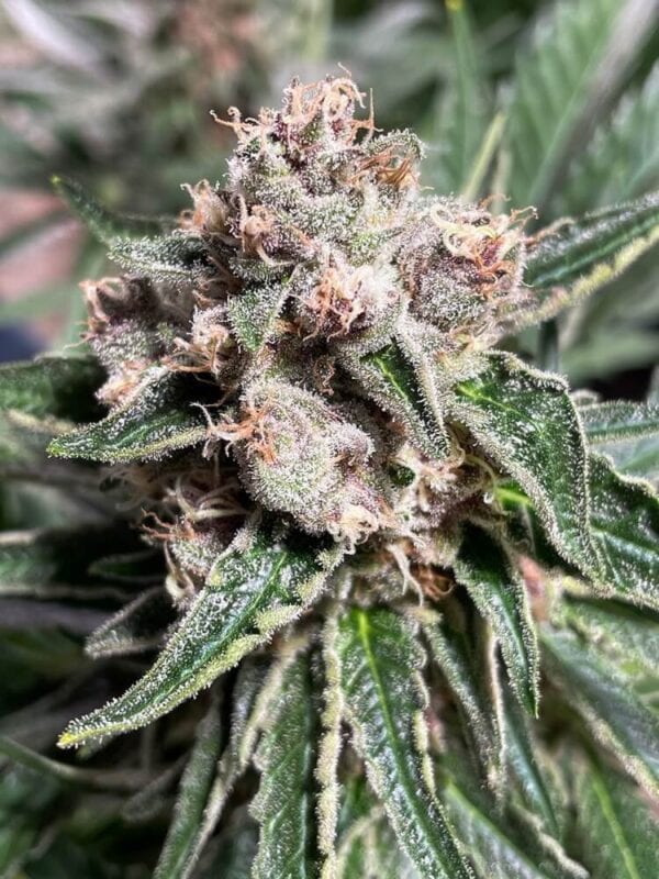 Mars Mellow Feminised Seeds