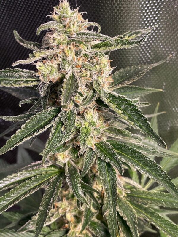 Sweet Donkey Auto Feminised Seeds