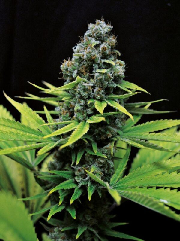 Shark Shock CBD 1:1 Feminised Seeds - Bulk x 100 - Image 2
