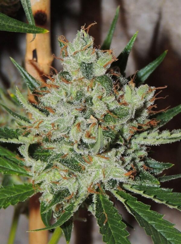 White Sumo Regular Seeds - 12 - Image 2
