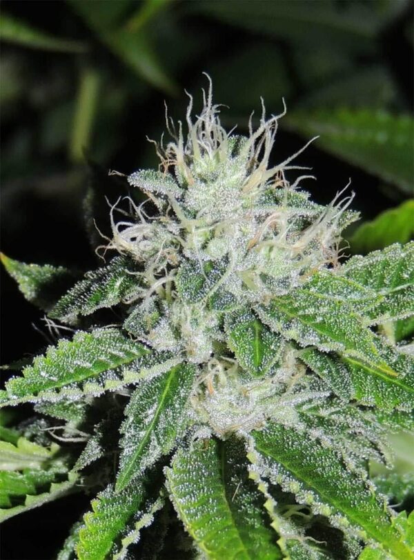 KarmaRado OG Regular Seeds - 12 - Image 2