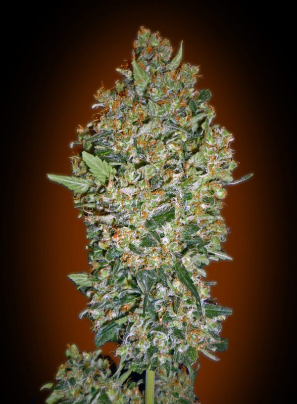 CheeseBerry Feminised Cannabis Seeds by 00 Seeds