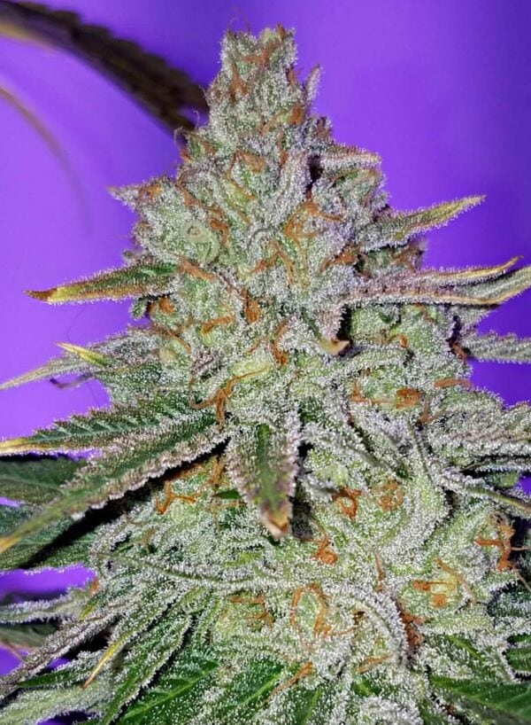 Cookie Puss Regular Seeds - 5