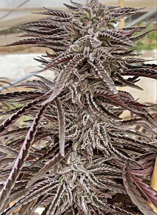 Lemon Caramel Regular Cannabis Seeds by Purple City Genetics
